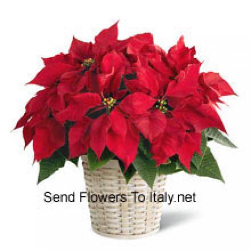 Cute Poinsettia in Basket