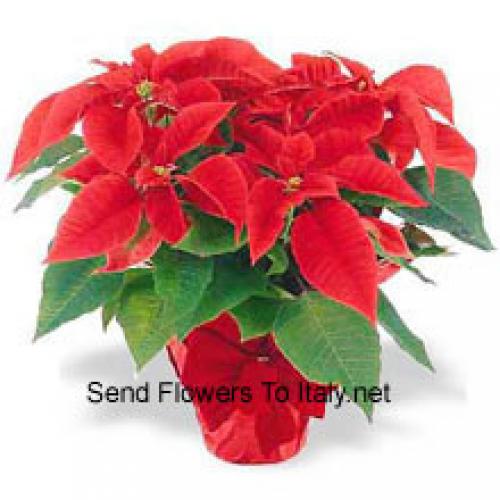 Beautiful Red Poinsettias