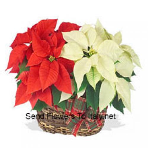 Beautiful Red and White Poinsettias in Basket